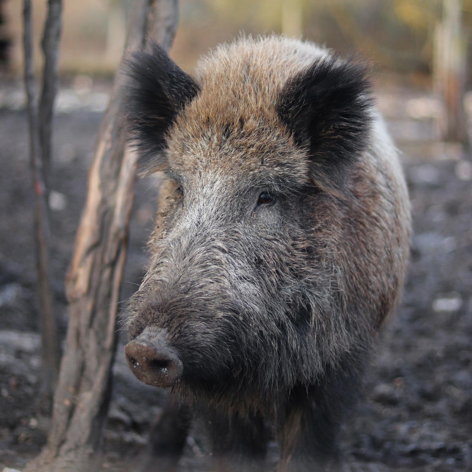 Wildschwein